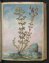 Hypericum perforatum, de "Pinturas de Flora dos Estados Romanos" de Gherardo Cibo, Acrescente MS 22333, f083r, c.1564-84 (aguarela e guache sobre papel)