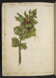 Ilex aquifolium (Azevinho), de "Pinturas da Flora dos Estados Romanos" de Gherardo Cibo, Add MS 22333, f182v, c.1564-84 (aquarela e guache sobre papel)