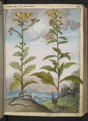 Jacobaeae vulgaris et Senecio ovatu, de "Pinturas da Flora dos Estados Romanos" de Gherardo Cibo, Add MS 22333, f046r, c.1564-84 (aquarela e guache sobre papel)