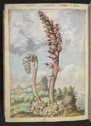 Lathrea squammaria, de "Pinturas de Flora dos Estados Romanos" de Gherardo Cibo, Add MS 22333, f178v, c.1564-84 (aguarela e guache sobre papel)