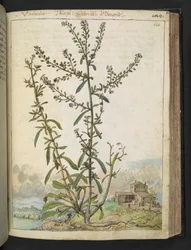 Lepidium graminifolium, de "Pinturas da Flora dos Estados Romanos" de Gherardo Cibo, Acrescentar MS 22333, f120r, c.1564-84 (aquarela e guache sobre papel)