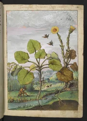 Ligularia tussilaginea (planta leopardo), de "Pinturas da Flora dos Estados Romanos" de Gherardo Cibo, Acrescentar MS 22333, f011r, c.1564-84 (aquarela e guache sobre papel)