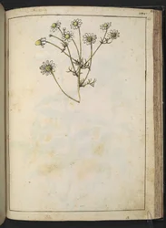 Matricaria chamomilla (Camomila), de "Pinturas de Flora dos Estados Romanos" de Gherardo Cibo, Add MS 22333, f163r, c.1564-84 (aguarela e guache sobre papel)