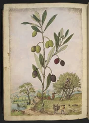 Olea europaea (Oliveira), de "Pinturas da Flora dos Estados Romanos" de Gherardo Cibo, Acrescentar MS 22333, f181v, c.1564-84 (aquarela e guache sobre papel)