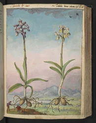 Orquídeas pallens: Duas plantas floridas, de "Pinturas de Flora dos Estados Romanos" de Gherardo Cibo, Acrescente MS 22333, f064r, c.1564-84 (aguarela e guache sobre papel)