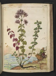 Origanum vulgare, de "Pinturas da Flora dos Estados Romanos" de Gherardo Cibo, Acrescentar MS 22333, f130r, c.1564-84 (aquarela e guache sobre papel)