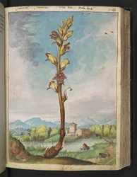 Orobanche gracilis, de "Pinturas da Flora dos Estados Romanos" de Gherardo Cibo, Acrescentar MS 22333, f070r, c.1564-84 (aquarela e guache sobre papel)
