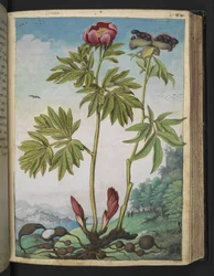 Paeonia officinalis, de "Pinturas da Flora dos Estados Romanos" de Gherardo Cibo, Acrescentar MS 22333, f085r, c.1564-84 (aquarela e guache sobre papel)