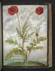 Papaver rhoeas (Papoulas), de "Pinturas de Flora dos Estados Romanos" de Gherardo Cibo, Add MS 22333, f107r, c.1564-84 (aguarela e guache sobre papel)