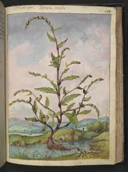 Persicaria hydropiper, de "Pinturas da Flora dos Estados Romanos" de Gherardo Cibo, Acrescentar MS 22333, f152r, c.1564-84 (aquarela e guache sobre papel)
