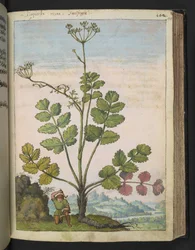 Pimpinella major, de "Pinturas de Flora dos Estados Romanos" de Gherardo Cibo, Acrescente MS 22333, f100r, c.1564-84 (aguarela e guache sobre papel)