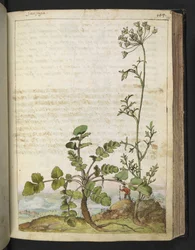 Pimpinella saxifraga, de "Pinturas da Flora dos Estados Romanos" de Gherardo Cibo, Acrescentar MS 22333, f101r, c.1564-84 (aquarela e guache sobre papel)