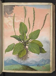 Plantago major, de "Pinturas de Flora dos Estados Romanos" de Gherardo Cibo, Acrescente MS 22333, f049r, c.1564-84 (aguarela e guache sobre papel)
