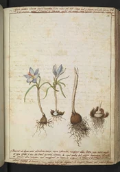 Plantas entre flores azuis, de "Pinturas da Flora dos Estados Romanos" de Gherardo Cibo, Acrescentar MS 22333, f058r, c.1564-84 (aquarela e guache sobre papel)