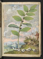Polygonatum odoratum: Uma planta. Um homem com uma palheta, de "Pinturas da Flora dos Estados Romanos" de Gherardo Cibo, Acrescentar MS 22333, f025r, c.1564-84 (aquarela e guache sobre papel)