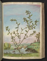 Polygonum aviculare, de "Pinturas da Flora dos Estados Romanos" de Gherardo Cibo, Acrescentar MS 22333, f111r, c.1564-84 (aquarela e guache sobre papel)