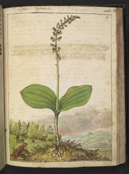 Possivelmente Ophrys apifera (orquídea abelha), de "Pinturas da Flora dos Estados Romanos" de Gherardo Cibo, Adicionar MS 22333, f139r, c.1564-84 (aquarela e guache sobre papel)