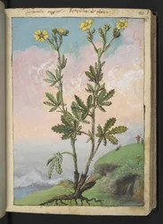 Potentilla recta: Uma planta com flores amarelas, de "Pinturas de Flora dos Estados Romanos" de Gherardo Cibo, Add MS 22333, f039r, c.1564-84 (aguarela e guache sobre papel)