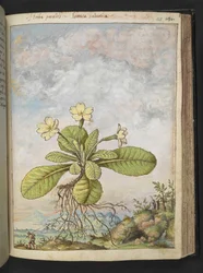 Primula vulgaris, de "Pinturas da Flora dos Estados Romanos" de Gherardo Cibo, Acrescentar MS 22333, f128r, c.1564-84 (aquarela e guache sobre papel)