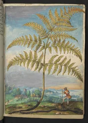 Pteridium aquilinum: Uma samambaia, de "Pinturas da Flora dos Estados Romanos" de Gherardo Cibo, Acrescentar MS 22333, f020r, c.1564-84 (aquarela e guache sobre papel)