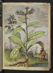 Pulmonaria officinalis, de "Pinturas de Flora dos Estados Romanos" de Gherardo Cibo, Add MS 22333, f028r, c.1564-84 (aguarela e guache sobre papel)