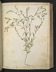 Ranunculus bulbosus: Uma planta com flores amarelas, de "Paintings of Flora of the Roman States" de Gherardo Cibo, Add MS 22333, f088r, c.1564-84 (aguarela e guache sobre papel)
