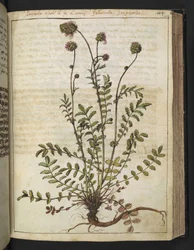 Sanguisorba minor, de "Pinturas da Flora dos Estados Romanos" de Gherardo Cibo, Acrescentar MS 22333, f102r, c.1564-84 (aquarela e guache sobre papel)