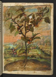 Solanum nigrum: Uma planta com fruto laranja, de "Pinturas de Flora dos Estados Romanos" de Gherardo Cibo, Acrescente MS 22333, f007r, c.1564-84 (aguarela e guache sobre papel)