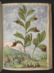 Streptopus amplexifolius (Stalk torcido), de "Pinturas de Flora dos Estados Romanos" de Gherardo Cibo, Add MS 2233, f135r, c.1564-84 (aguarela e guache sobre papel)