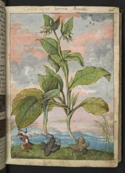Symphytum tuberosum, de "Paintings of Flora of the Roman States" de Gherardo Cibo, Add MS 22333, f030r, c.1564-84 (aguarela e guache sobre papel)