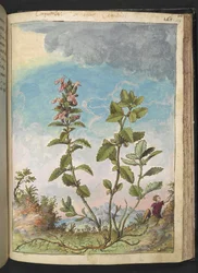 Teucrium chamaedrys (Wall Germander), de "Pinturas de Flora dos Estados Romanos" de Gherardo Cibo, Add MS 22333, f159r, c.1564-84 (aguarela e guache sobre papel)