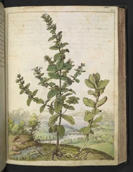 Teucrium scordium, de "Pinturas da Flora dos Estados Romanos" de Gherardo Cibo, Acrescentar MS 22333, f105r, c.1564-84 (aquarela e guache sobre papel)