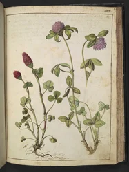 Trifolium incarnatum & Trifolium pratens, de "Pinturas de Flora dos Estados Romanos" de Gherardo Cibo, Add MS 22333, f151r, c.1564-84 (aguarela & guache sobre papel)