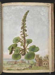 Umbilicus rupestris (Navelwort): Planta de floração comestível, de "Pinturas de Flora dos Estados Romanos" de Gherardo Cibo, Acrescente MS 22333, f162r, c.1564-84 (aguarela e guache sobre papel)