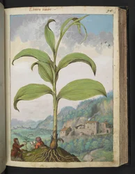 Veratrum nigrum, de "Pinturas de Flora dos Estados Romanos" de Gherardo Cibo, Acrescentar MS 22333, f096r, c.1564-84 (aguarela e guache sobre papel)
