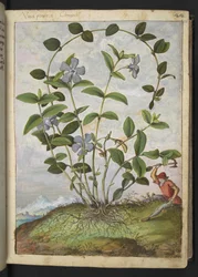 Vinca minor (Periwinkle), de "Pinturas de Flora dos Estados Romanos" de Gherardo Cibo, Add MS 22333, f026r, c.1564-84 (aguarela e guache sobre papel)