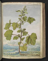 Xanthium strumarium, de "Pinturas da Flora dos Estados Romanos" de Gherardo Cibo, Acrescentar MS 22333, f110r, c.1564-84 (aquarela e guache sobre papel)