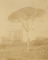 [Árvore no jardim formal fora do Palazzo], 1860s-70s.