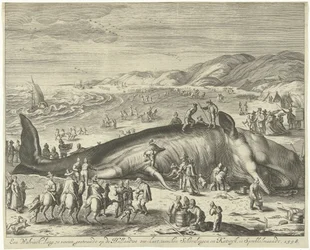 Baleia encalhada perto de Berckhey, 1598
Uma baleia com 70 pés de comprimento, encalhada na costa marítima holandesa, entre Schevelingen e Katwyk, em Sprokkelmaandt, 1598 (título sobre o objecto)