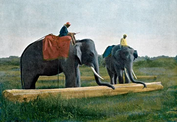 Elefantes movendo um tronco, Ceilão, c1890