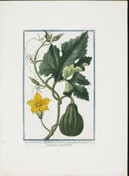 Vegetable Print, de Hortus Romanus, vol. I ou II, 1772-93 (stipple engraving, guache à mão)