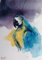 Arara-azul-e-amarela