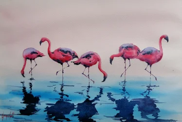 Flamingos-rosa a chapinhar