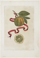 Aurantium Virgatum, de Hespérides, 1646