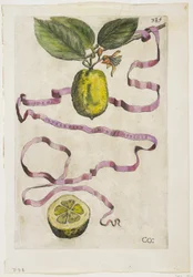 Os Limonis laranja mesmo Effigle, de Héspero, 1646