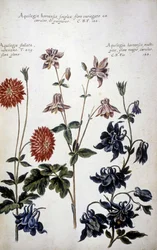 Tábua botânica: três tipos de Ancólias (Aquilegia) - Em "" História botânica prática, ou de plantas relevantes para o uso de meios, nomenclatura, descrição e virtudes..."" de Giovanni Battista Morandi (? - 1761)