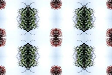 Unnatural 110 (foto manipulada digitalmente)