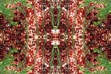 Não-natural 23 (foto manipulada digitalmente)