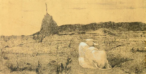 Pio Bove (Boi Pio ou Boi Pacífico) de Giovanni Fattori (1825-1908), gravura