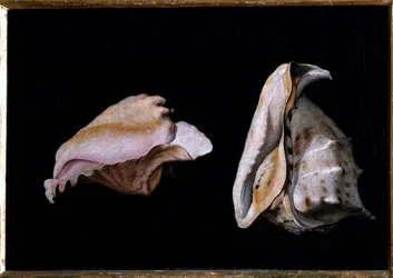 Duas conchas (Natureza morta com conchas do mar) Pintura de Filippo Napoletano (1587-1629) 1618 Dim 39x56 cm Florença, palazzo Pitti